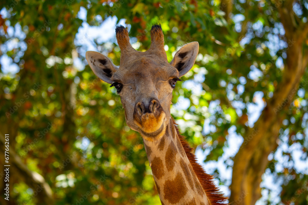 Graceful Giraffe (Giraffa camelopardalis) spotted outdoors