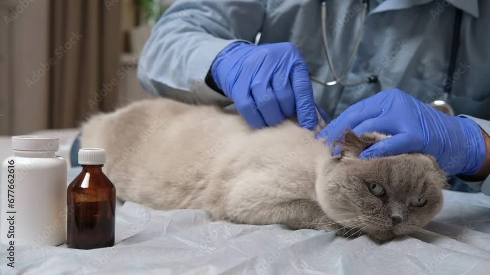 Cat veterinarian checkup. Veterinar examines a cat, drips drop from
