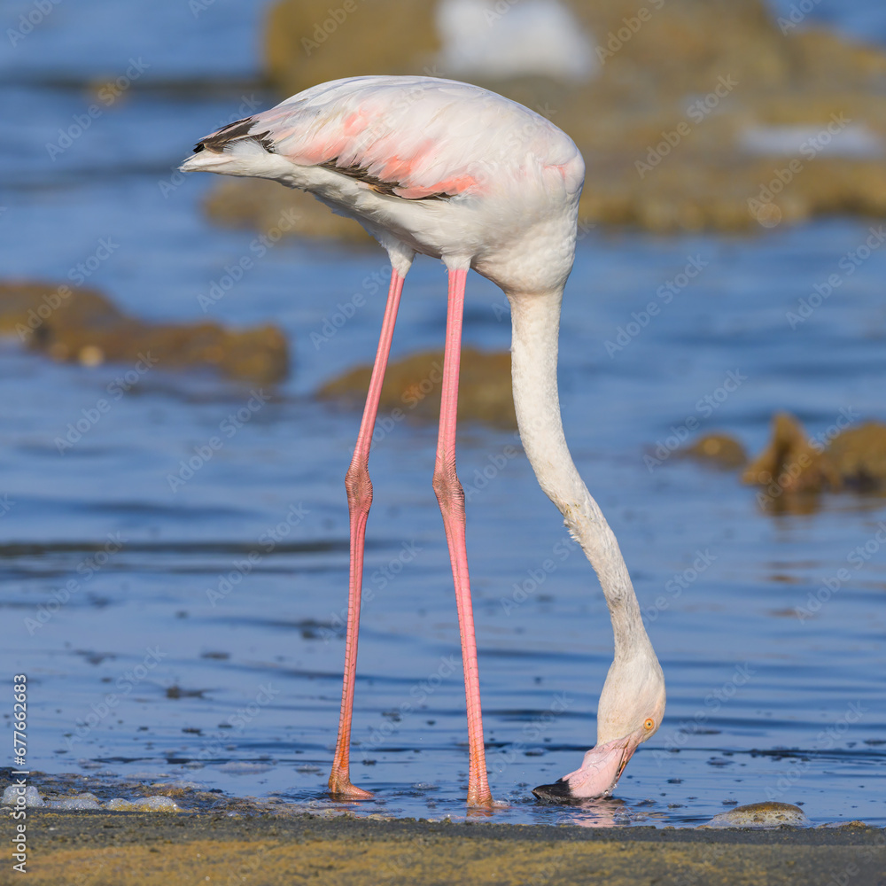 A pair of Greater Flamingos walking in the water looking for food A pair of Greater Flamingos walking in the water looking for food