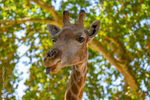 Graceful Giraffe  Giraffa camelopardalis  spotted outdoors