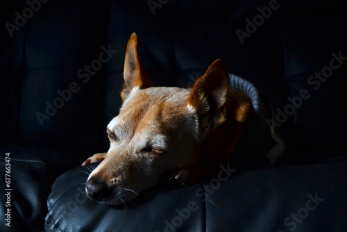 portrait of a dog © Objetivoready