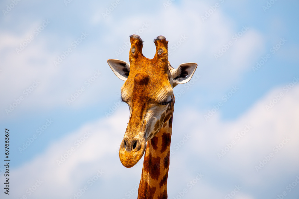 Naklejka premium Graceful Giraffe (Giraffa camelopardalis) spotted outdoors