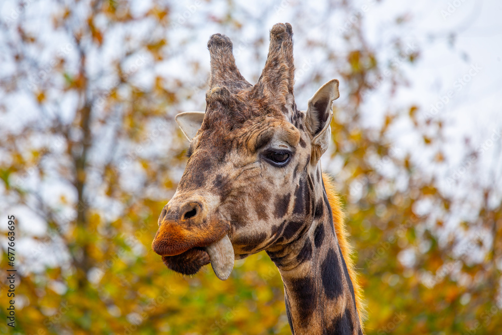 Obraz premium Graceful Giraffe (Giraffa camelopardalis) spotted outdoors