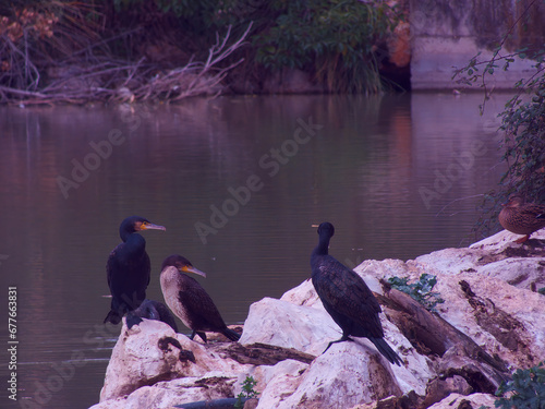 kormoran, ptak, drzewo, dzika przyroda, gałąź, pióro, zwierzę, natura, dziki, jesień, fauna, #677663831