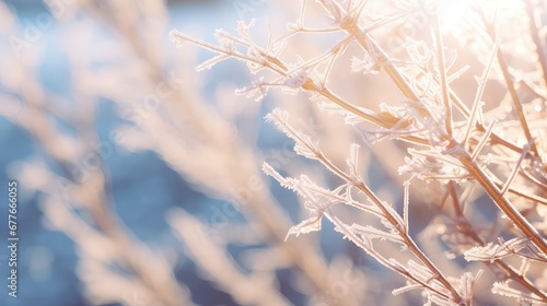 covered cold sun branch branches illustration hoarfrost nature  season forest  weather fog covered cold sun branch branches