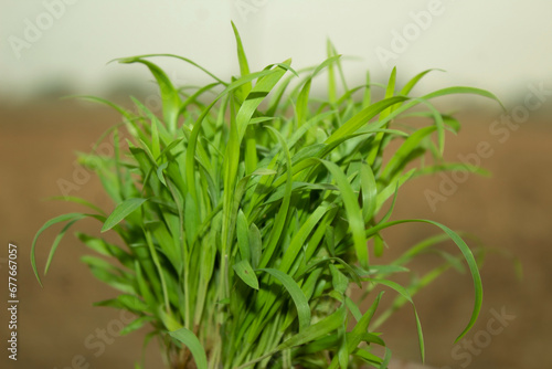 Seedlings of young green grass in the field, close-up
