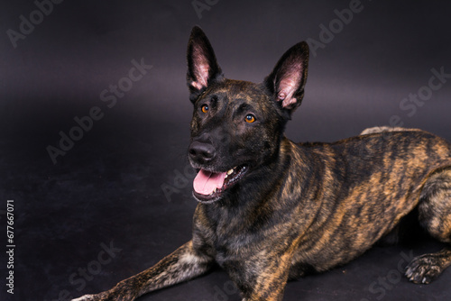 Dutch Shepherd Puppy Dog portrait in studio closeup, dark, red background