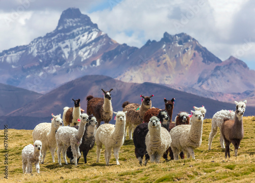 View of Alpaca animals in front of Nevado Sajama, an extinct stratovolcano with snow on top, Sajama National Park, Bolivia.