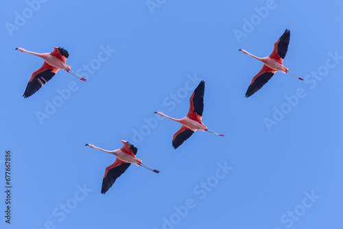 View of Pink flamingo flying in Sajama National Park, Bolivia. photo
