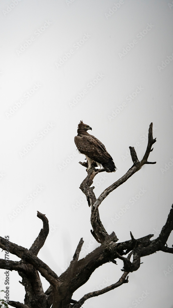 View of exotic birds in the forest at Kruger national park, South Africa. View of exotic birds in the forest at Kruger national park, South Africa.