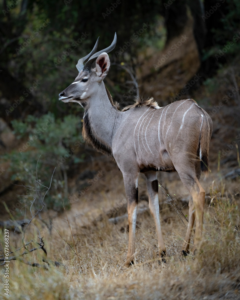 View of Deers at Kruger national park, South Africa. View of Deers at Kruger national park, South Africa.