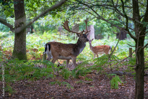 View of Fallow deer at Dunham Massey country park, Cheshire, United Kingdom. photo