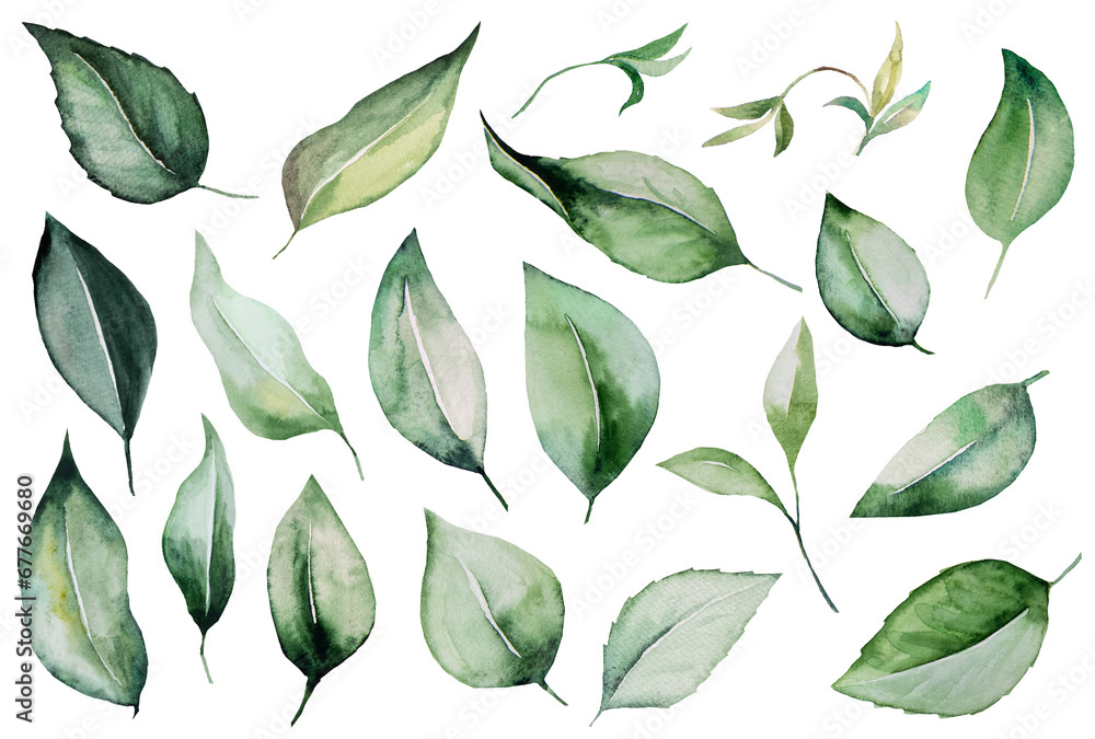 Watercolor twigs with green leaves isolatedillustration, wedding Element