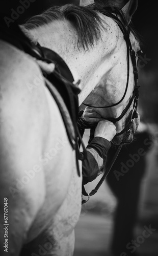 A black-and-white photo of a horse breeder fastening the bridle straps on the muzzle of a gray horse. Equestrian sports and sports equipment. Horse riding. ©  Valeri Vatel