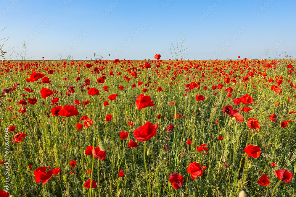 Obraz premium Poppy field in the Crimea. A beautiful field of wild red poppies at sunset in the evening. Sunset over a poppy field in the countryside. Red poppies on a poppy field. Russia