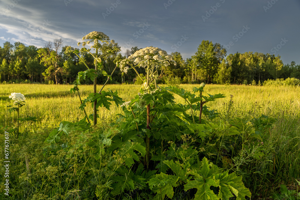 Sosnowsky's hogweed Heracleum sosnowskyi dangerous invasive plant
