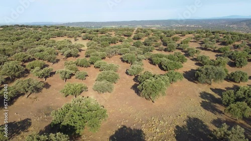 An aerial view of the amazing Dehesa de Extremadura is what we found at Extremadura region outdoors, grassfields, lagoons, oaks and lot of cow cutle in the farmland fields of Spain countryside, photo