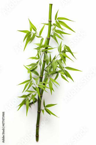 Bamboo plant with green leaves on white background.