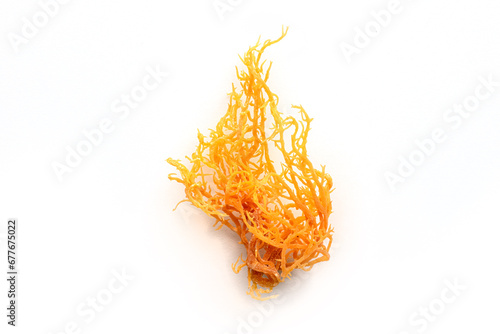 Canvastavla Irish sea moss