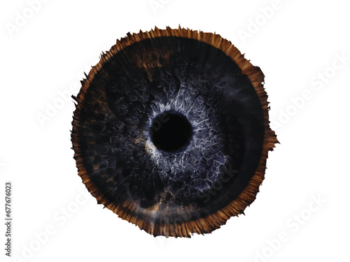 eye iris eyeball vector brown circle