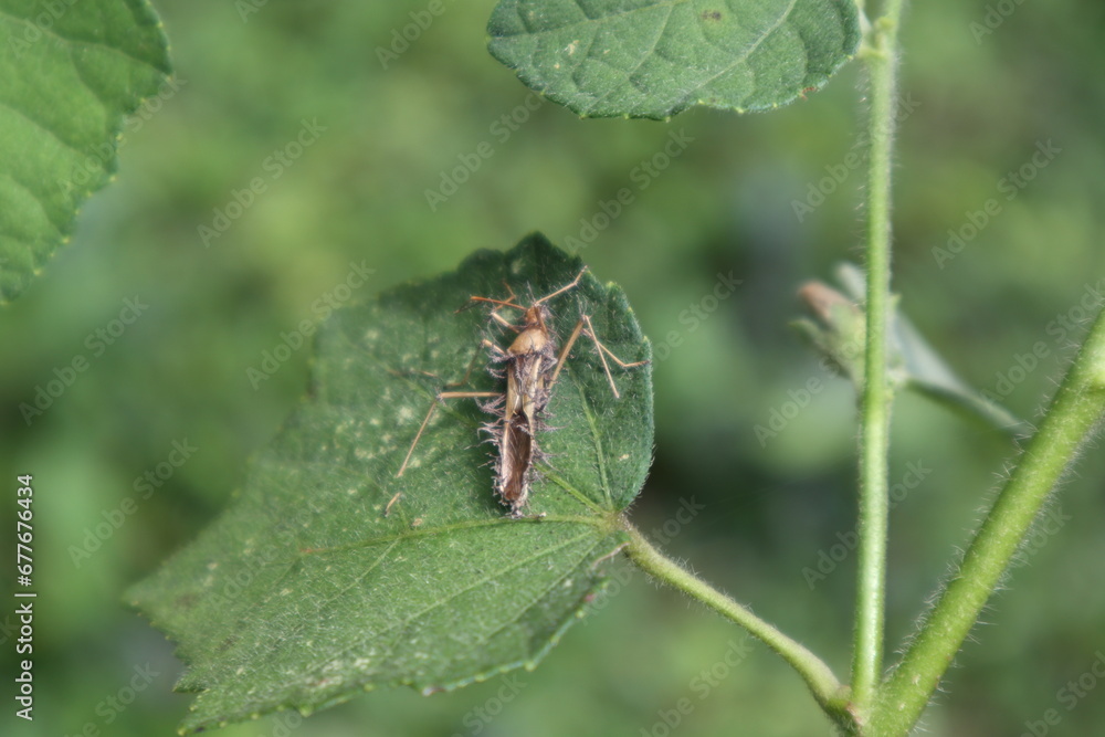 A dead, weirdly shaped, Broad headed bug variety insect on top of a leaf A dead, weirdly shaped, Broad headed bug variety insect on top of a leaf