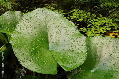 Raindrops on a lily pad in the pond