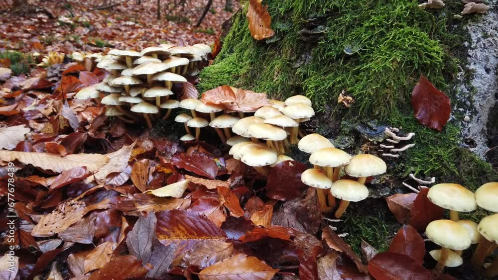 Bemooste, alte Baumstümpfe im Herbstwald mit Baumpilzen, slidershot Bemooste, alte Baumstümpfe im Herbstwald mit Baumpilzen, slidershot