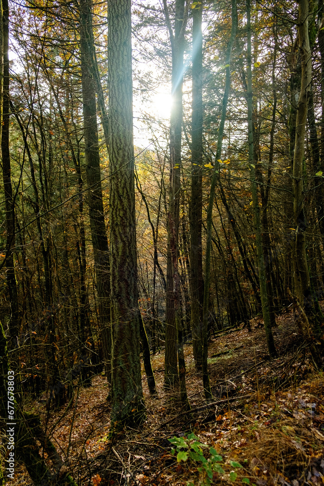 autumn forest in the morning with sunlight and tree shadows autumn forest in the morning with sunlight and tree shadows