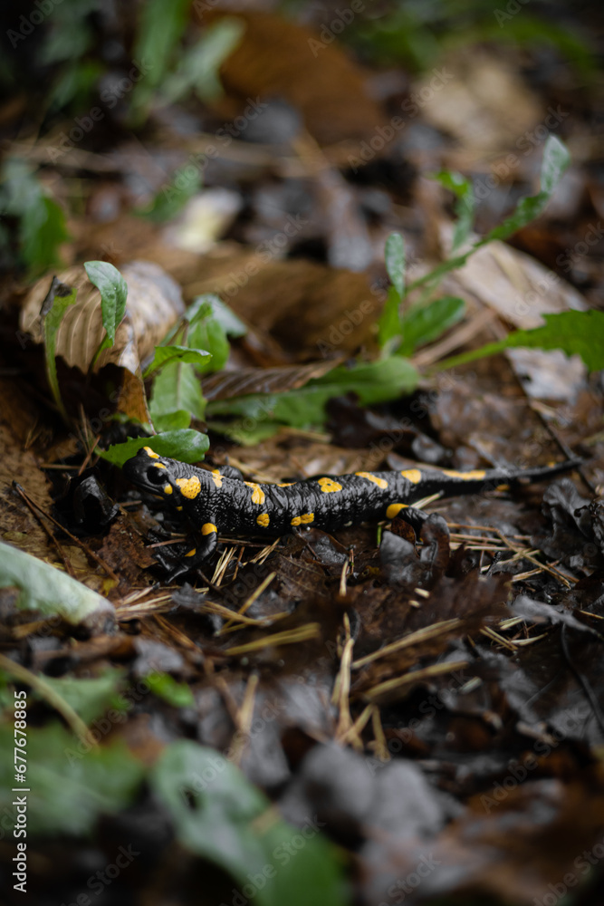 Spotted Salamander in woods