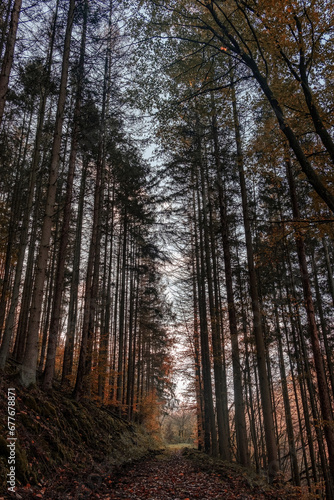 Fototapeta Naklejka Na Ścianę i Meble -  autumn forest in the morning on the walking trails