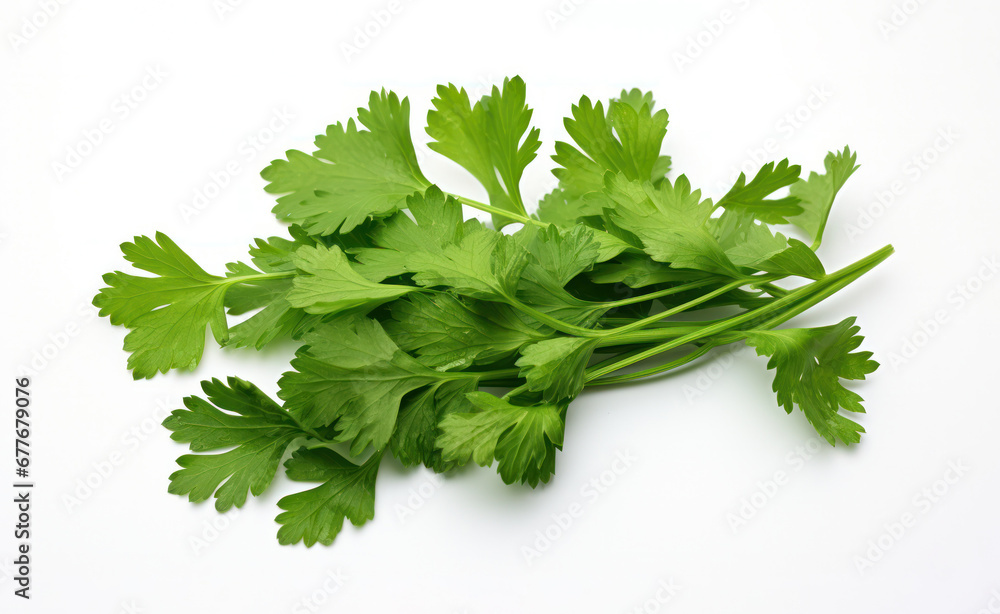 bunch of fresh coriander leaves bunch of fresh coriander leaves