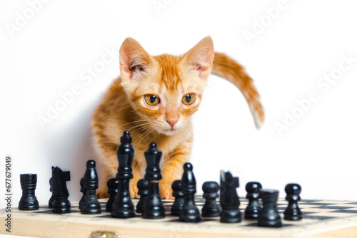 cute little red kitten and chess isolated on white background close up