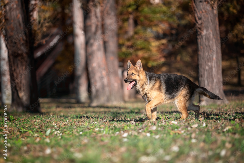 German Shepherd dog runs in the park in autumn on a sunny day German Shepherd dog runs in the park in autumn on a sunny day
