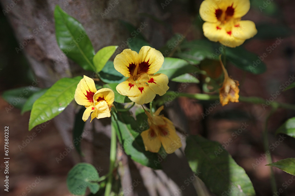 Closeup of yellow and red Nasturtium blooms, New South Wales Australia
Closeup of yellow and red Nasturtium blooms, New South Wales Australia