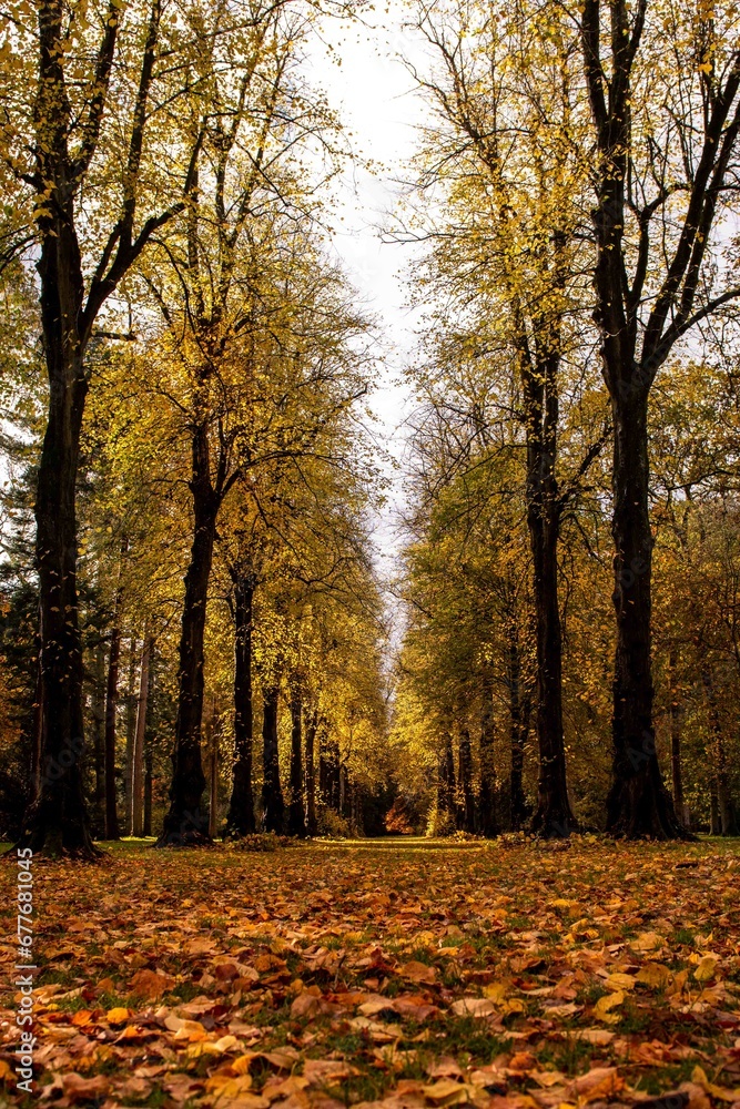 Fototapeta premium autumn in the park