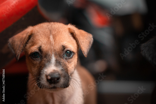 Fototapeta Naklejka Na Ścianę i Meble -  Cute street stray dog puppies sleeping and playing in India
