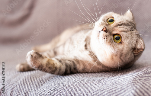 Quadro em tela Calm relaxed gray scottish fold cat lies on gray sofa