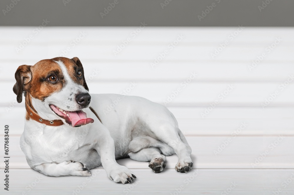 serious, sad dog lying on background