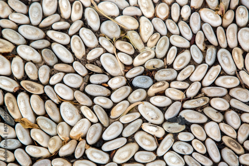 Background of round smooth stones, pebbles and shell rock. Background of round smooth stones, pebbles and shell rock.