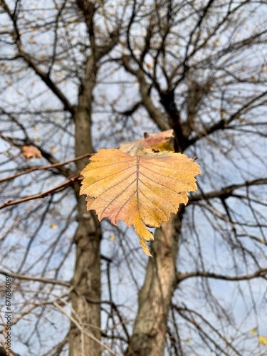 A bright yellow leaf on a background of black bare tree branches. Autumn landscape.