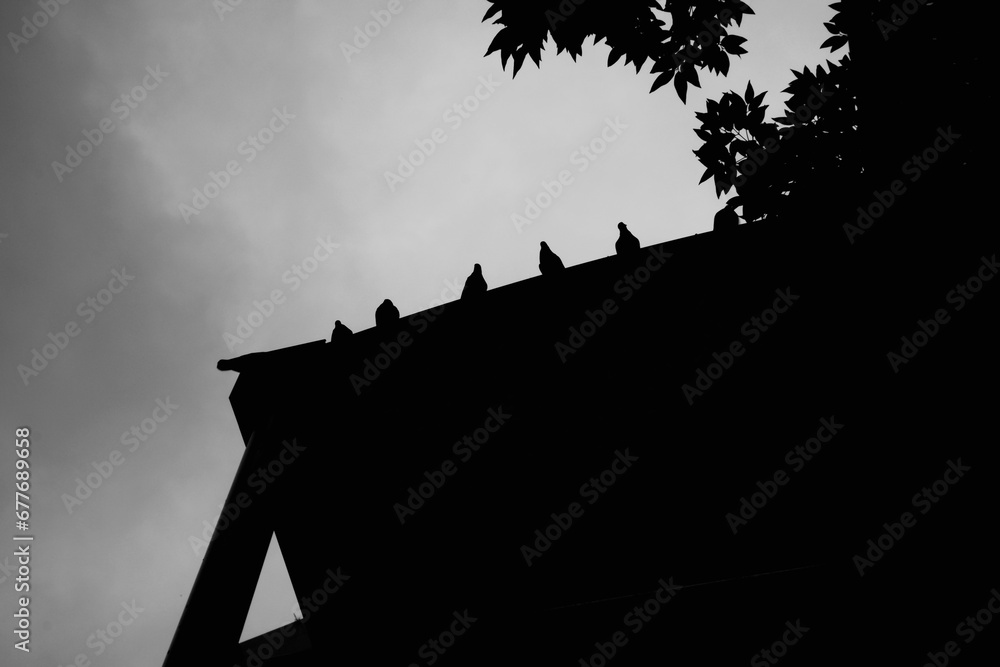 silhouette of pigeons on a building
