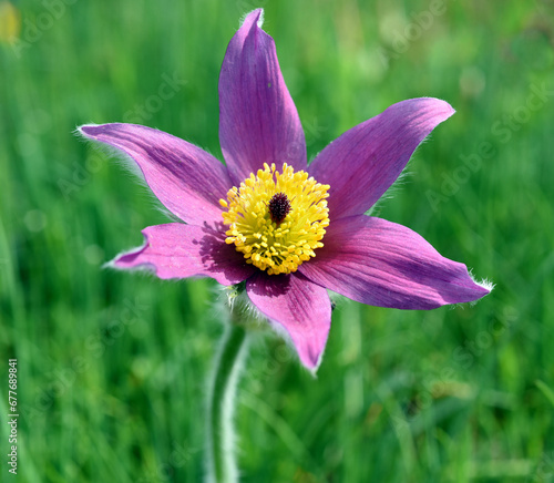 Pulsatilla, vulgaris photo