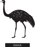 ostrich isolated on white, ostrich illustration , ostrich silhouette