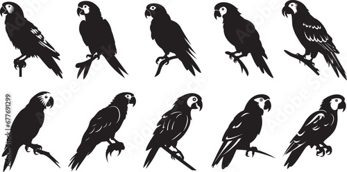 Vector parrot silhouettes of amazon jungle isolated on white background