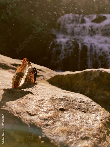 Beautiful Butterfly infront of a rock in waterfall in the background 