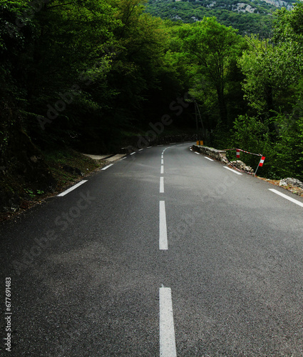 road and trees