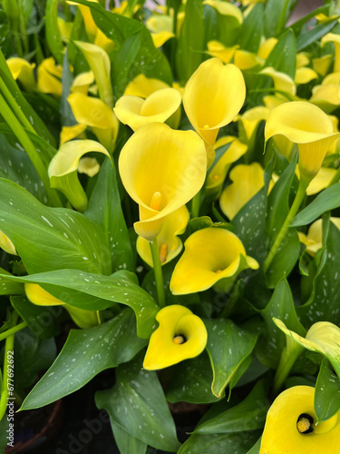 Canvas-taulu Zantedeschia