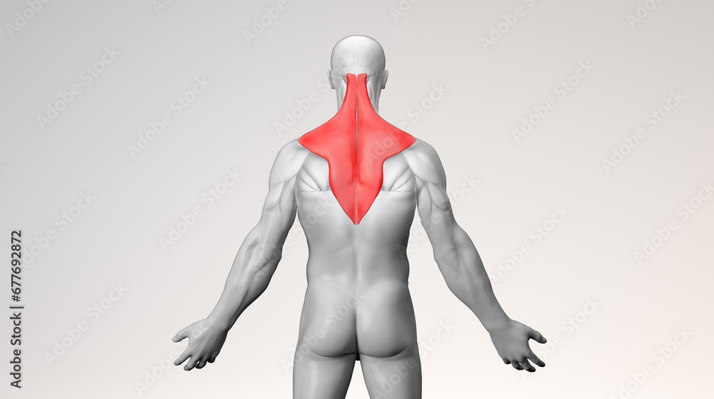 Adult muscular male with trapezius back in red - obrazy, fototapety, plakaty 