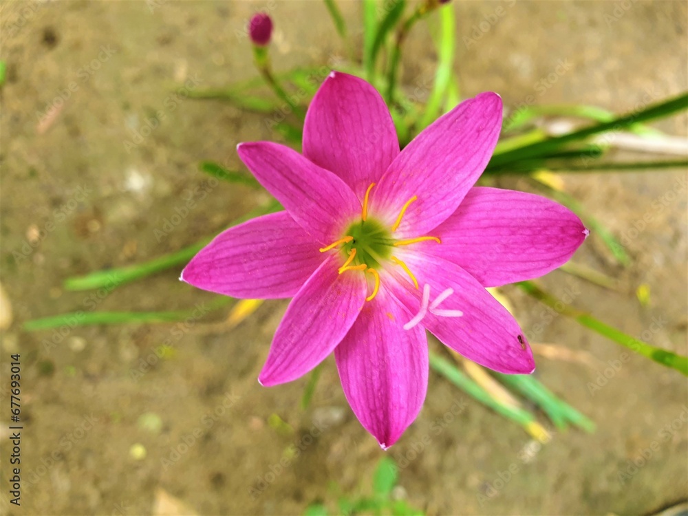 Fototapeta premium pink and yellow flowers top view
