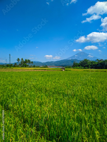 Green rice farm landscape against blue sky and mountains
